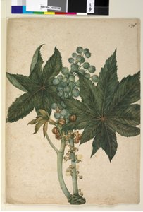 Strona 196. Ricinus Ricinus communis, c.1803-06 (toaleta, długopis, atrament i ołówek)