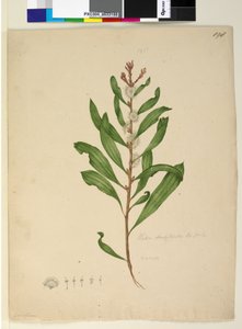 Strona 198. Hakea dactyloides, ok. 1803-06 (toaleta, długopis, atrament i ołówek) autorstwa John William Lewin