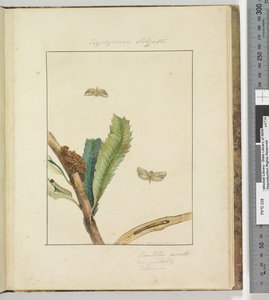 Strona 19. Tabliczka 5 Cryptophasa Strigata, 1803-04 (odbitki akwaforty ręcznie kolorowane) autorstwa John William Lewin
