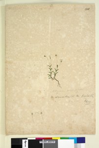 Strona 201. Mitrasacme alsinoides, c.1803-06 (toaleta, długopis, atrament i ołówek) autorstwa John William Lewin