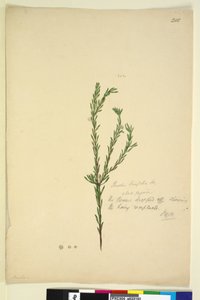 Strona 202. Pimelia linifolia, c.1803-06 (toaleta, długopis, tusz i ołówek) autorstwa John William Lewin
