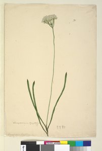 Strona 20. Conospermum longifolium, c.1803-06 (toaleta, długopis, atrament i ołówek) autorstwa John William Lewin