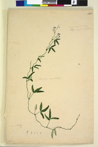 Strona 218. Kennedia comptoniana Hardenbergia comptoniana, c.1803-06 (toaleta, długopis, tusz i ołówek)