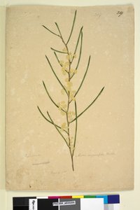 Strona 219. Acacia angustifolia, c.1803-06 (toaleta, długopis, atrament i ołówek) autorstwa John William Lewin