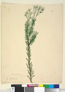 Strona 21. Conospermum ericifolium, c.1803-06 (toaleta, długopis, atrament i ołówek) autorstwa John William Lewin