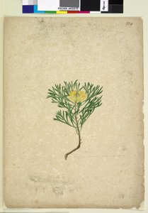 Strona 224. Isopogon anemonifolius, c.1803-06 (toaleta, długopis, atrament i ołówek) autorstwa John William Lewin