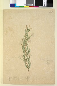 Strona 226. Ricinocarpus pinifolius, c.1803-06 (toaleta, długopis, atrament i ołówek) autorstwa John William Lewin