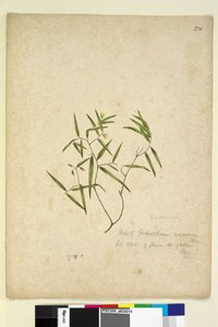 Strona 230. Geitonoplesium cymosum, c.1803-06 (toaleta, długopis, atrament i ołówek) autorstwa John William Lewin