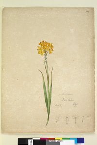 Strona 232. Ixia lutea, c.1803-06 (toaleta, długopis, atrament i ołówek) autorstwa John William Lewin