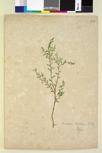 Strona 233. Leucopogon, c.1803-06 (toaleta, długopis, atrament i ołówek) autorstwa John William Lewin