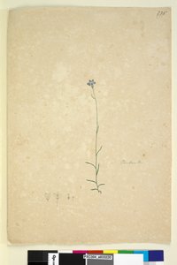 Strona 235. Dzwoneczek, ok. 1803-06 (toaleta, długopis, atrament i ołówek) autorstwa John William Lewin
