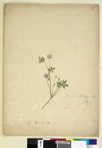 Strona 237. Geranium pilosum, c.1803-06 (toaleta, długopis, atrament i ołówek) autorstwa John William Lewin