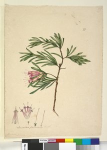 Strona 23. Lambertia formosa, c.1803-06 (toaleta, długopis, atrament i ołówek) autorstwa John William Lewin