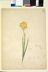 Strona 241. Ixia lutea, c.1803-06 (toaleta, długopis, atrament i ołówek) autorstwa John William Lewin