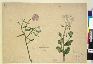 Strona 253. Iberis umbellata; Hesperis sp., c.1803-06 (toaleta, długopis, tusz i ołówek) autorstwa John William Lewin