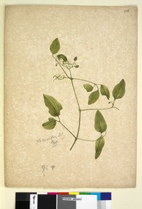 Strona 256. Clematis glicynoidy, c.1803-06 (toaleta, długopis, atrament i ołówek) autorstwa John William Lewin