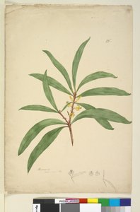 Strona 25. Persoonia salicina, c.1803-06 (toaleta, długopis, atrament i ołówek) autorstwa John William Lewin
