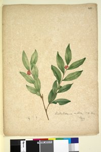 Strona 263. Wikstroemia indica, c.1803-06 (toaleta, długopis, atrament i ołówek) autorstwa John William Lewin