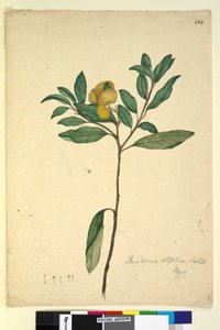 Strona 264. Pomaderris elliptica, c.1803-06 (toaleta, długopis, atrament i ołówek) autorstwa John William Lewin