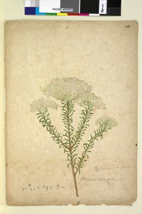 Strona 268. Helichrysum diosmifolium Ozothamnus diosmifolius, c.1803-06 (toaleta, długopis, tusz i ołówek)