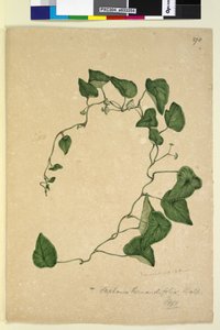 Strona 270. Stephania hernandiaefolia, c.1803-06 (toaleta, długopis, tusz i ołówek) autorstwa John William Lewin