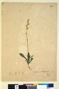 Strona 271. Goodenia bellidifolia, c.1803-06 (toaleta, długopis, tusz i ołówek) autorstwa John William Lewin