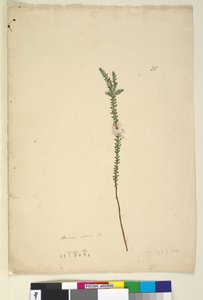 Strona 28. Epacris sparsa, c.1803-06 (toaleta, długopis, atrament i ołówek)