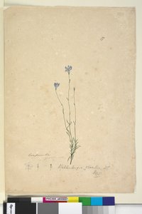 Strona 37. Wahlenbergia gracilis, c.1803-06 (toaleta, długopis, atrament i ołówek) autorstwa John William Lewin