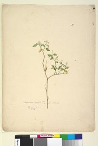 Strona 39. Solanum nigrum, c.1803-06 (toaleta, długopis, atrament i ołówek) autorstwa John William Lewin