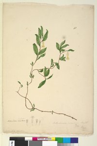 Strona 43. Billardiera scandens, c.1803-06 (toaleta, długopis, atrament i ołówek) autorstwa John William Lewin
