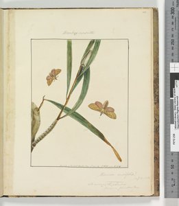 Strona 43. Talerz 11 Bombyx Nasuta, 1803-04 (odbitki akwaforty ręcznie kolorowane) autorstwa John William Lewin