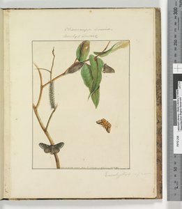 Strona 47. Talerz 12 Clisiocampa Lewinae Bombyx Lewinae, 1803-04 (odbitki akwaforty ręcznie kolorowane) autorstwa John William Lewin