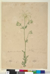Strona 48. Actinotus Helianthi, c.1803-06 (toaleta, długopis, atrament i ołówek) autorstwa John William Lewin