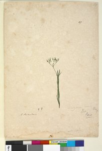 Strona 49. Trachymene linearis, c.1803-06 (toaleta, długopis, atrament i ołówek) autorstwa John William Lewin