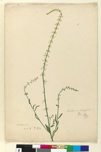 Strona 51. Stackhousia, c.1803-06 (toaleta, długopis, atrament i ołówek) autorstwa John William Lewin