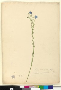Strona 52. Linum marginale, c.1803-06 (toaleta, długopis, tusz i ołówek) autorstwa John William Lewin