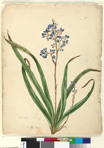 Strona 57. Dianella caerulea, c.1803-06 (toaleta, długopis, atrament i ołówek)
