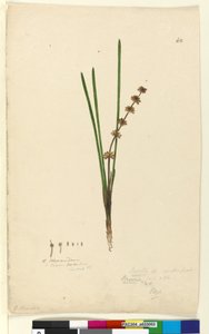 Strona 62. Xerotes Lomandra multiflora, c.1803-06 (toaleta, długopis, tusz i ołówek) autorstwa John William Lewin