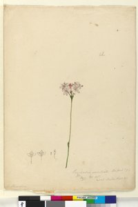 Strona 63. Burchardia umbellata, c.1803-06 (toaleta, długopis, atrament i ołówek) autorstwa John William Lewin
