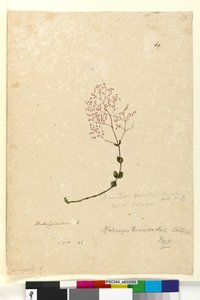 Strona 69. Gonocarpus teucrioides, c.1803-06 (toaleta, długopis, atrament i ołówek) autorstwa John William Lewin