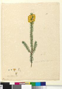 Strona 73. Dillwynia rubis?, c.1803-06 (wc, długopis, tusz i ołówek)