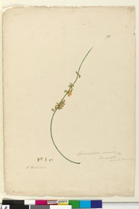 Strona 75. Sphaerolobium vimineum, c.1803-06 (toaleta, długopis, atrament i ołówek) autorstwa John William Lewin