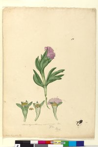 Strona 82. Mesembryanthemum aequilaterale, c.1803-06 (toaleta, długopis, atrament i ołówek) autorstwa John William Lewin