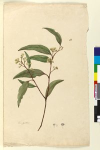 Strona 83. Eukaliptus, ok. 1803-06 (toaleta, długopis, atrament i ołówek) autorstwa John William Lewin