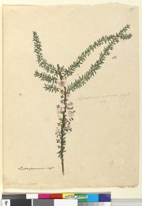 Strona 86. Leptospermum scoparium, c.1803-06 (toaleta, długopis, atrament i ołówek) autorstwa John William Lewin