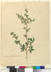 Strona 88. Leptospermum flavescens, ok. 1803-06 (toaleta, długopis, atrament i ołówek) autorstwa John William Lewin