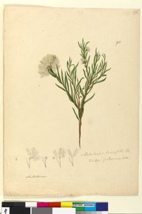 Strona 92. Melaleuca linariifolia, c.1803-06 (toaleta, długopis, atrament i ołówek) autorstwa John William Lewin