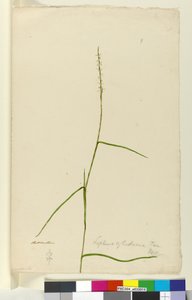 Strona 9. Lepturus cylindricus, ok. 1803-06 (toaleta, długopis, atrament i ołówek) autorstwa John William Lewin