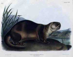 Lutra Canadensis lub Lataxina Mollis (Canada Wydra), tabliczka 122 z „Cworonogów Ameryki Północnej”, rytowana przez Johna T. Bowena (1801-c.1856) autorstwa John Woodhouse (after) Audubon