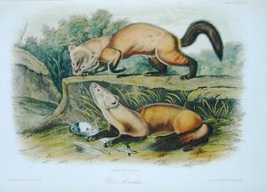 Kuna sosnowa, tablica 138 z czworonogów Ameryki Północnej, grawerowana przez W.E. Hitchcock (kolor lito) autorstwa John Woodhouse (after) Audubon